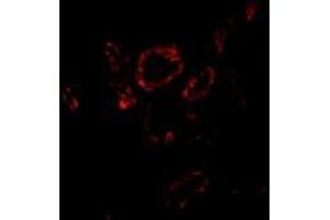 Immunofluorescence of Slug in human kidney tissue with this product at 20 μg/ml. (SLUG 抗体  (Center))