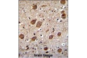 KCTD8 Antibody (C-term) (ABIN655546 and ABIN2845055) immunohistochemistry analysis in formalin fixed and paraffin embedded human brain tissue followed by peroxidase conjugation of the secondary antibody and DAB staining.
