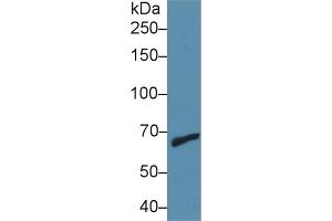 Western Blot; Sample: Human Jurkat cell lysate; Primary Ab: 1µg/ml Rabbit Anti-Mouse MMP9 Antibody Second Ab: 0. (MMP 9 抗体  (AA 225-390))