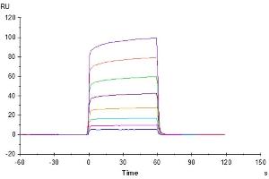 Trastuzumab captured on CM5 Chip via Protein A can bind Cynomolgus Fc gamma RIIB, His Tag with an affinity constant of 2. (FCGR2B Protein (AA 46-224) (His tag))