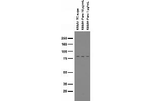 Immunoblot on adult rat brain membranes.