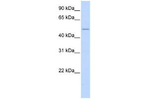 WB Suggested Anti-WNT2B Antibody Titration:  0.
