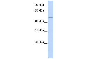 WB Suggested Anti-WNT2B Antibody Titration:  0. (WNT2B 抗体  (N-Term))