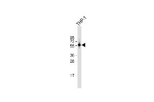 Anti-PDE1B Antibody (C-term) at 1:1000 dilution + THP-1 whole cell lysate Lysates/proteins at 20 μg per lane. (PDE1B 抗体  (C-Term))