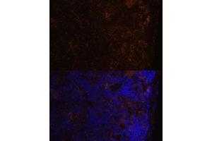 Immunofluorescence analysis of mouse spleen using CD86 Polyclonal Antibody (ABIN7266226) at dilution of 1:100 (40x lens). (CD86 抗体)
