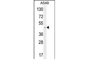 RBMX2 Antibody (C-term) (ABIN654753 and ABIN2844435) western blot analysis in A549 cell line lysates (35 μg/lane). (RBMX2 抗体  (C-Term))