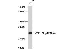 Western blot analysis of extracts of HeLa cells, using CDKN2A/p16INK4a Rabbit mAb (ABIN6131541, ABIN6139280, ABIN6139282 and ABIN7101380) at 1:1000 dilution. (CDKN2A 抗体)