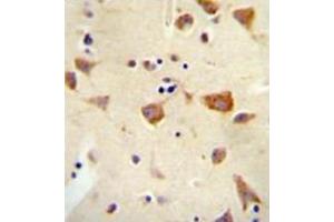 Immunohistochemistry (Paraffin-embedded Sections) (IHC (p)) image for anti-Olfactory Receptor, Family 2, Subfamily Z, Member 1 (OR2Z1) (AA 68-96), (N-Term) antibody (ABIN953847)