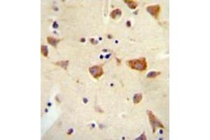 Immunohistochemistry analysis in formalin fixed and paraffin embedded human brain tissue reacted with OR2Z1 Antibody (N-term) followed which was peroxidase conjugated to the secondary antibody and followed by DAB staining. (OR2Z1 抗体  (N-Term))