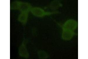 Immunofluorescence analysis of 293 cells Primay antibody: 1 µg/mL Anti-alpha tubulin Monoclonal Antibody (Mouse) (ABIN387714) Secondary antibody: Fluorescein Conjugated Affinity Purified Anti-Mouse IgG (H&L) (Goat) (1: 1,000) (DYKDDDDK Tag 抗体  (HRP))