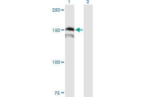 Western Blot analysis of PRDM15 expression in transfected 293T cell line by PRDM15 MaxPab polyclonal antibody. (PRDM15 抗体  (AA 1-1141))