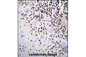 HIST1H2AB Antibody (N-term) (ABIN656986 and ABIN2846169) immunohistochemistry analysis in formalin fixed and paraffin embedded human cerebellum tissue followed by peroxidase conjugation of the secondary antibody and DAB staining. (HIST1H2AB 抗体  (N-Term))