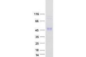 Western Blotting (WB) image for Surfactant Protein B (SFTPB) (Transcript Variant 2) protein (Myc-DYKDDDDK Tag) (ABIN2731916)