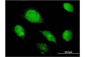 Immunofluorescence (IF) image for anti-alpha 1 Microglobulin/bikunin precursor (AMBP) (AA 19-352) antibody (ABIN559860)