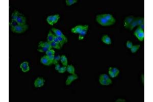 Immunofluorescent analysis of HepG2 cells using ABIN7171390 at dilution of 1:100 and Alexa Fluor 488-congugated AffiniPure Goat Anti-Rabbit IgG(H+L) (CD3G 抗体  (AA 138-182))