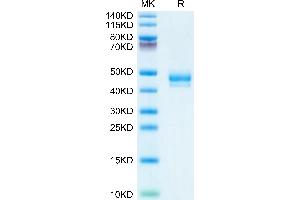Human GIP on Tris-Bis PAGE under reduced condition. (GIP Protein (AA 22-93) (Fc Tag))