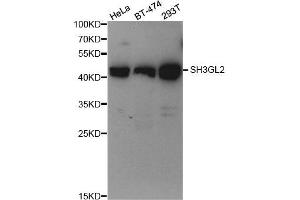 Western Blotting (WB) image for anti-Endophilin-A1 (SH3G2) antibody (ABIN1876902) (SH3G2 抗体)