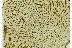 ABIN6276609 at 1/100 staining Mouse liver tissue by IHC-P. (ATP6AP1 抗体  (Internal Region))