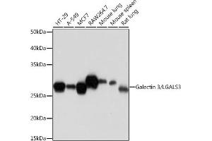 Western blot analysis of extracts of various cell lines, using Galectin 3/LG Rabbit mAb (ABIN7267337) at 1:1000 dilution. (Galectin 3 抗体)