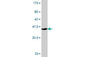 Western Blotting (WB) image for anti-Aldehyde Dehydrogenase 2 Family (Mitochondrial) (ALDH2) (AA 408-517) antibody (ABIN513240)