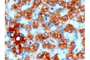 ABIN190849 (3µg/ml) staining of paraffin embedded Human Liver.