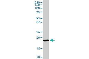 ISG15 MaxPab rabbit polyclonal antibody. (ISG15 抗体  (AA 1-165))