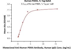 Immobilized Human PSMA, Fc Tag (ABIN6973203) at 2 μg/mL (100 μL/well) can bind Monoclonal A PSMA Antibody, Human IgG1 with a linear range of 0.