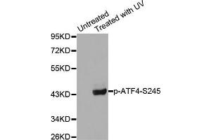 Western blot analysis of extracts from HeLa cells using Phospho-ATF4-S245 antibody (ABIN2987890). (ATF4 抗体  (pSer245))