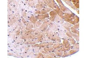 Immunohistochemical staining of CIDE-A in mouse heart tissue with CIDE-A antibody at 5μg/ml. (CIDEA 抗体  (AA 200-214))