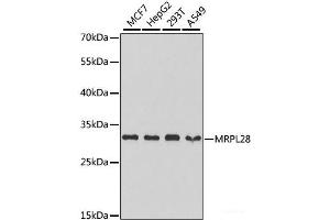 Western blot analysis of extracts of various cell lines using MRPL28 Polyclonal Antibody at dilution of 1:1000. (MRPL28 抗体)