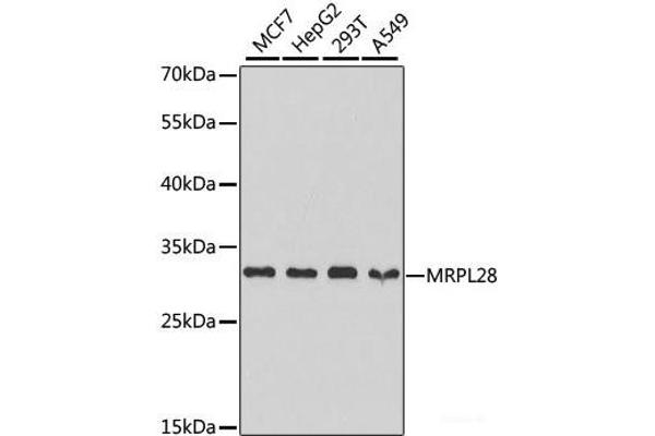 MRPL28 抗体