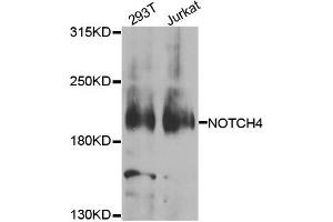 Western blot analysis of extracts of 293T and Jurkat cell lines, using NOTCH4 antibody. (NOTCH4 抗体)