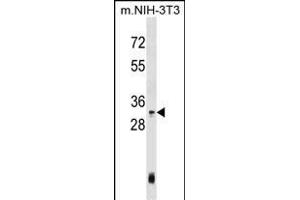 Mouse Hoxc4 Antibody (Center) (ABIN1537848 and ABIN2848939) western blot analysis in mouse NIH-3T3 cell line lysates (35 μg/lane). (HOXC4 抗体  (AA 139-166))