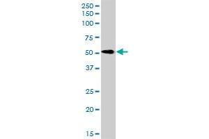 RTN2 MaxPab rabbit polyclonal antibody. (Reticulon 2 抗体  (AA 1-472))