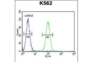 Flow cytometric analysis of K562 cells (right histogram) compared to a negative control cell (left histogram). (DDX11 抗体  (C-Term))
