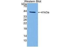 Detection of Recombinant TFR2, Human using Polyclonal Antibody to Transferrin Receptor 2 (TFR2) (Transferrin Receptor 2 抗体  (AA 604-703))