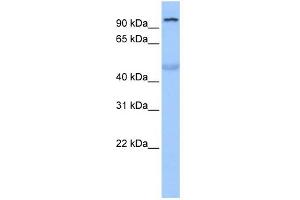 WB Suggested Anti-TULP3 Antibody Titration:  0. (TULP3 抗体  (N-Term))