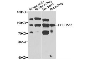 Western blot analysis of extracts of various cell lines, using PCDHA13 antibody (ABIN4904701) at 1:1000 dilution. (PCDHa13 抗体)