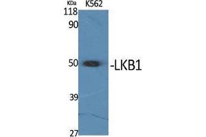 Western Blot (WB) analysis of K562 cells using LKB1 Polyclonal Antibody. (LKB1 抗体  (Tyr1313))