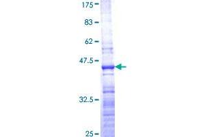 RPL36 Protein (AA 1-105) (GST tag)