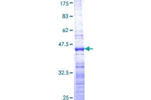 RPL36 Protein (AA 1-105) (GST tag)