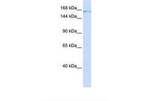 Image no. 1 for anti-PDS5, Regulator of Cohesion Maintenance, Homolog A (PDS5A) (AA 1262-1311) antibody (ABIN6738228)