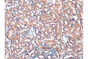 Detection of COX6c in Mouse kidney Tissue using Polyclonal Antibody to Cytochrome C Oxidase Subunit VIc (COX6c) (COX6C 抗体  (AA 1-76))
