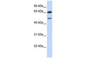 Image no. 1 for anti-gamma-aminobutyric Acid (GABA) A Receptor, gamma 2 (GABRG2) (AA 36-85) antibody (ABIN6741495) (GABRG2 抗体  (AA 36-85))