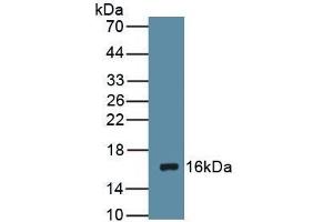 Detection of Recombinant DRD1, Rat using Polyclonal Antibody to Dopamine Receptor D1 (DRD1) (Dopamine Receptor d1 抗体  (AA 338-446))