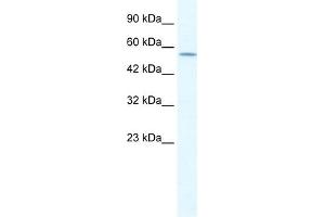 WB Suggested Anti-KCNA10 Antibody Titration:  1. (KCNA10 抗体  (Middle Region))