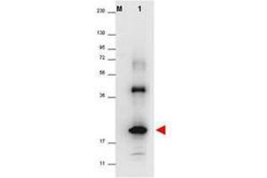 Image no. 1 for anti-Interleukin 32 (IL32) antibody (ABIN1102492) (IL32 抗体)