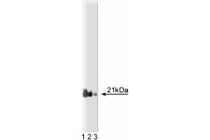 Western blot analysis of Rap1 on a Jurkat cell lysate. (RAP1 抗体  (AA 1-184))