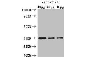 Western Blotting (WB) image for anti-SRY (Sex Determining Region Y)-Box 2 (SOX2) (AA 1-317) antibody (ABIN7172615)
