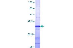 TAF1L Protein (AA 1532-1641) (GST tag)